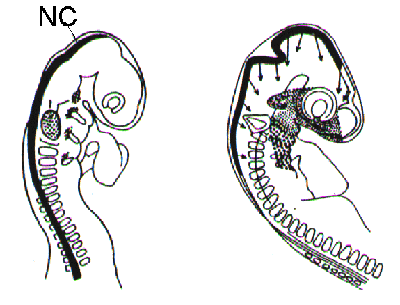 neural crest